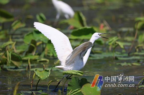 Egrets incolunt Dongqian lacum